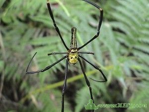  p>笑脸蜘蛛(学名: i>theridion grallator /i>):是美国 a href="#"