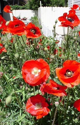  p>佛兰德斯红罂粟(英文名称:flanders field poppy)属罂粟科,一,二年