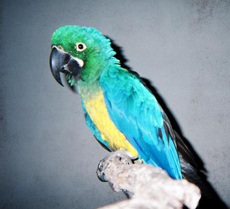  p>卡洛沙金刚鹦鹉(英文名称:caloshua macaw )是由两种不同的 a href
