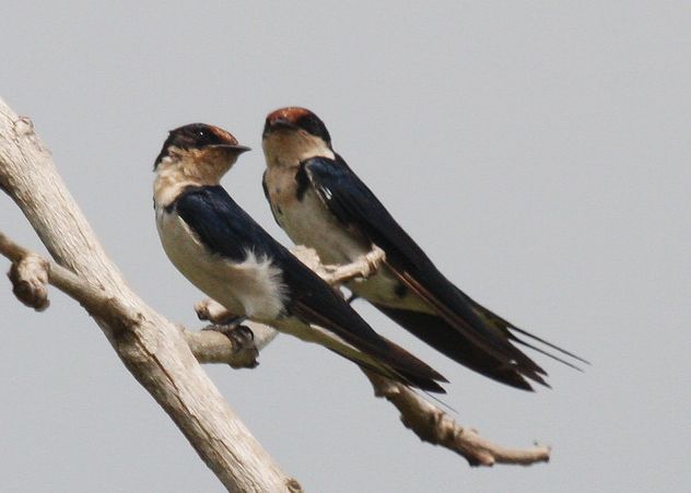  p>红额燕是一种雀形目,燕科类生物.