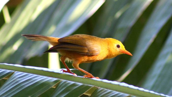  p>金绣眼鸟(学名:cleptornis marchei)为 a href="#" data-lemmaid="