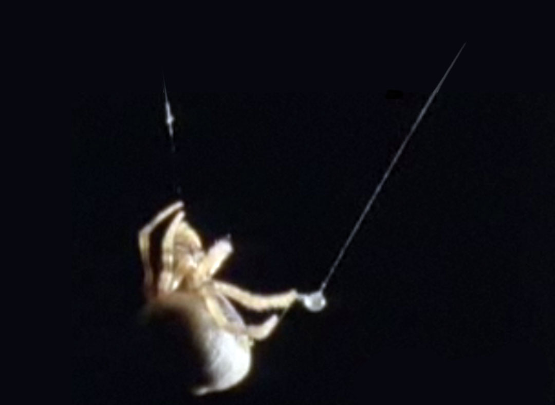  p data-id="gnfe0h4py9">流星锤蜘蛛,别名牛仔蜘蛛,也有人戏称为渔翁