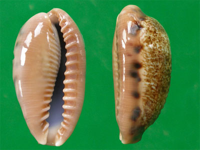  p>龙清齿宝螺(学名:cypraea caurica dracaena)是腹足纲宝螺科的 a