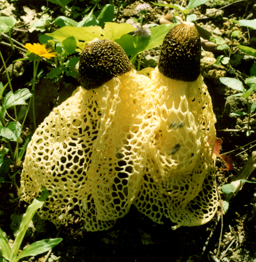  p data-id="gnx50mz2s6">子实体(fruiting body,sporocarp,fruct