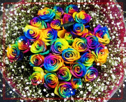 彩色玫瑰