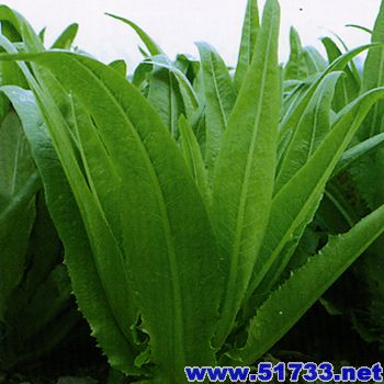  p>也叫脉菜,麦菜,禾镰菜,飞唛等,一,二年生 a href="#" data-lemmaid