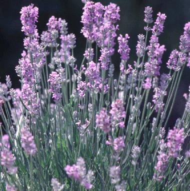  p>宽叶薰衣草(学名: i>lavandula latifolia /i> vih.