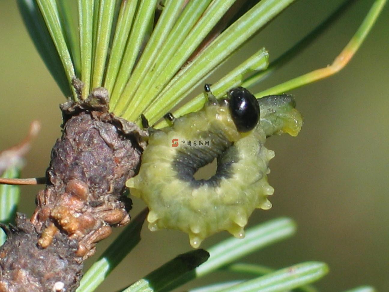 落叶松红腹叶蜂