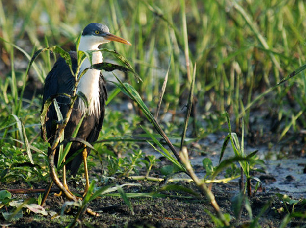  p>斑鹭(学名: i>egretta picata /i>):是一种中型 a href="#" data