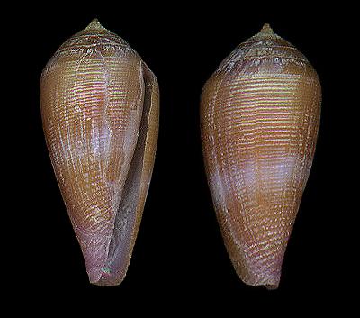  p>细线芋螺(学名:leporiconus tenuistriatus)壳表白色,有黑色或褐色