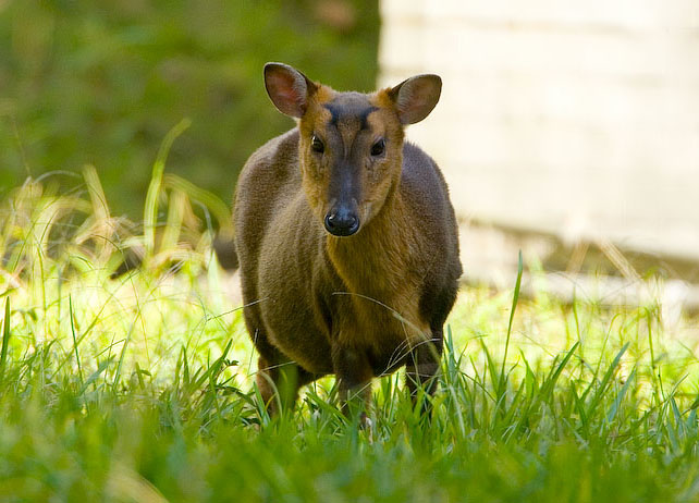  p>台湾山羌(学名: i>muntiacus reevesi micrurus /i>):是偶蹄目,鹿