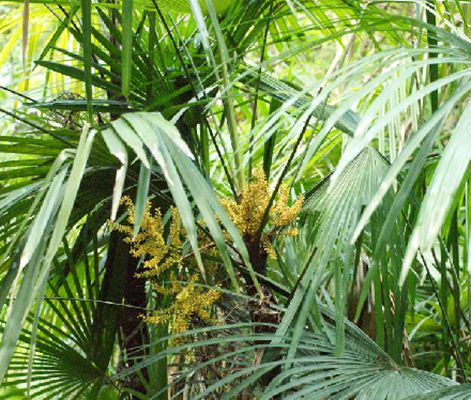  p>细棕竹(学名: i>rhapis gracilis /i> burret)是棕榈科,棕竹属丛生