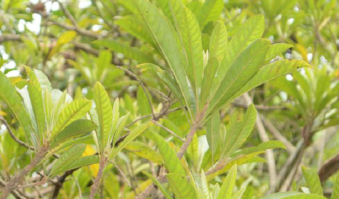  p>蛋黄果属(学名:lucuma molina)是柿目,山榄科乔木或 a href="#"