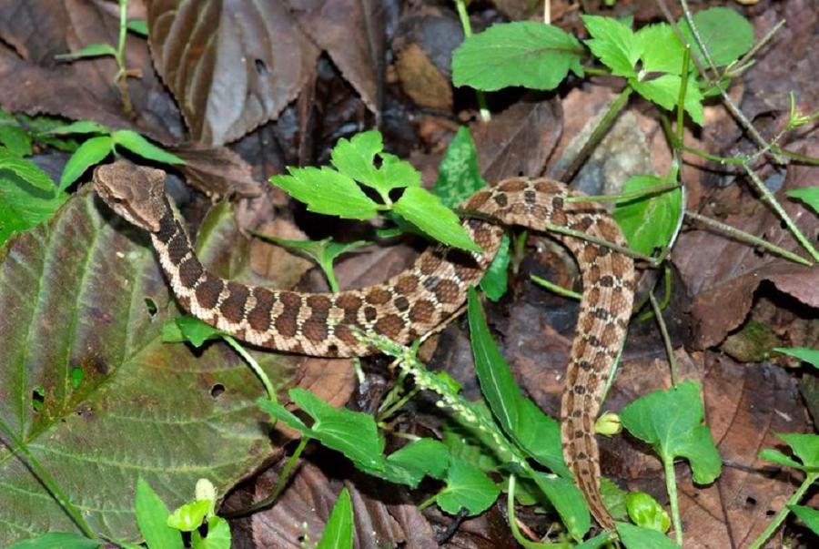  p>颈棱蛇(macropisthodon rudis)属游蛇科(colubridae)颈棱蛇属的无