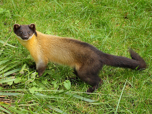 formosan yellow-throated marten