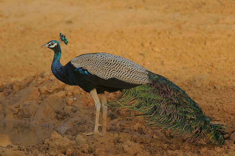  p>蓝孔雀(学名: i>pavo cristatus /i>):体长90-230厘米,翼展130-160