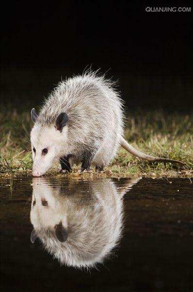  p>北美负鼠,学名didelphis virginiana,后兽亚纲,负鼠目,负鼠科,负鼠