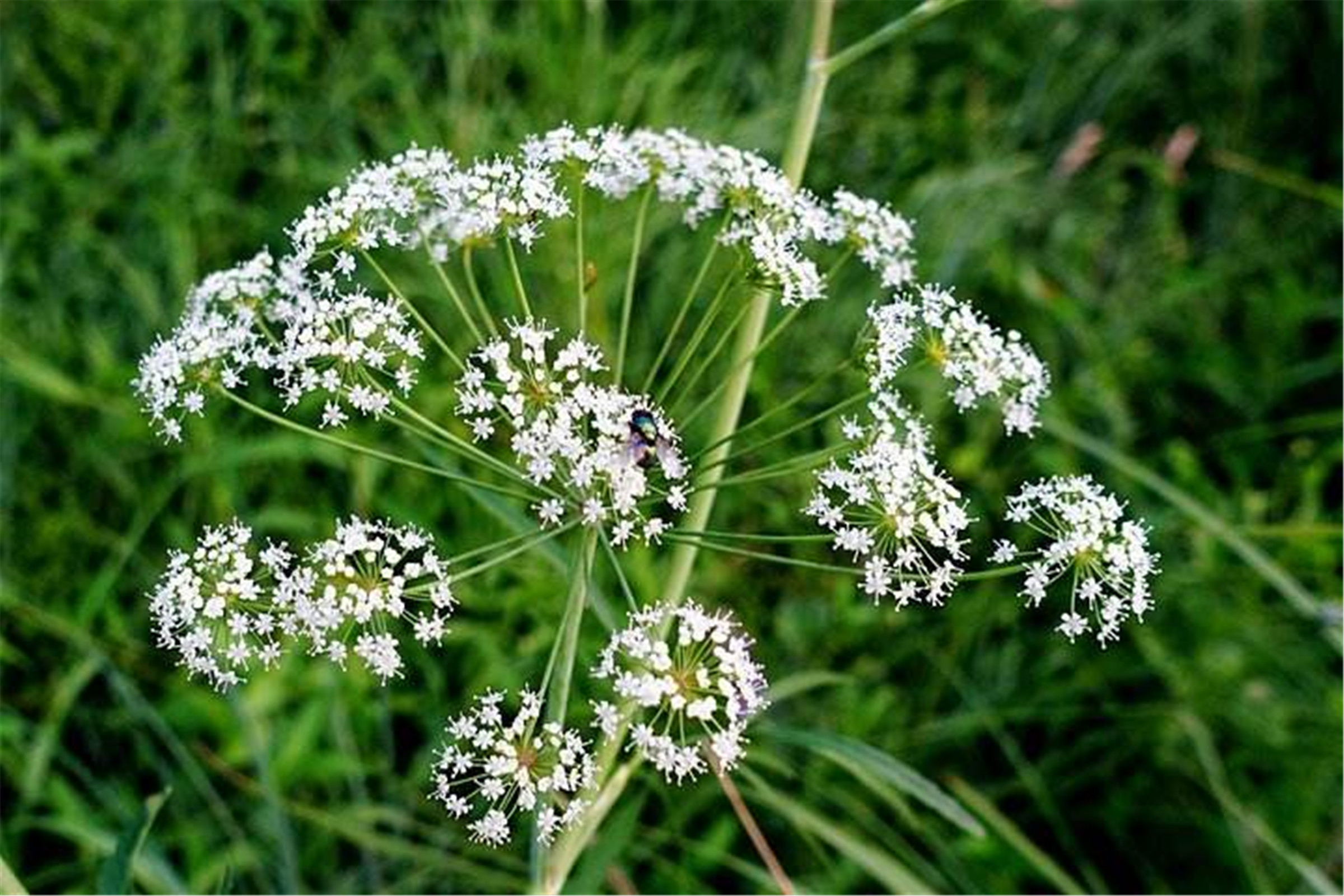 cnidii monnieri fructus