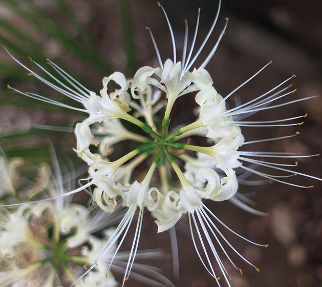  p>白花石蒜(学名: i>lycoris radiata  /i>var.