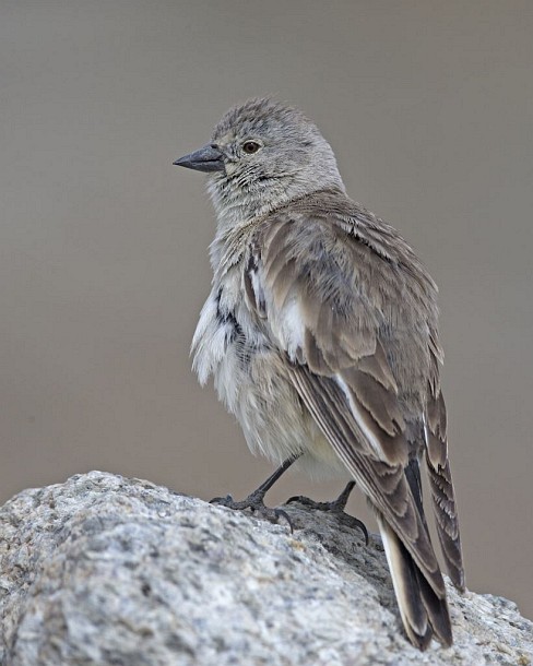  p>褐翅雪雀(学名: i>montifringilla adamsi /i>):为 a href="#"