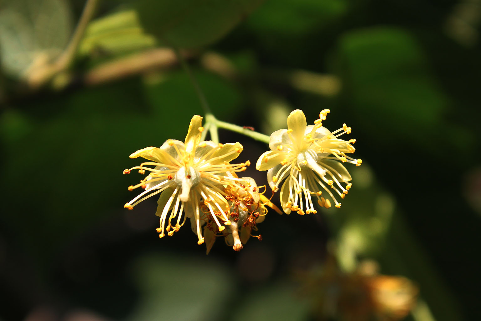  p>三花冬青为 a target="_blank" href="/item/冬青属/10188411"