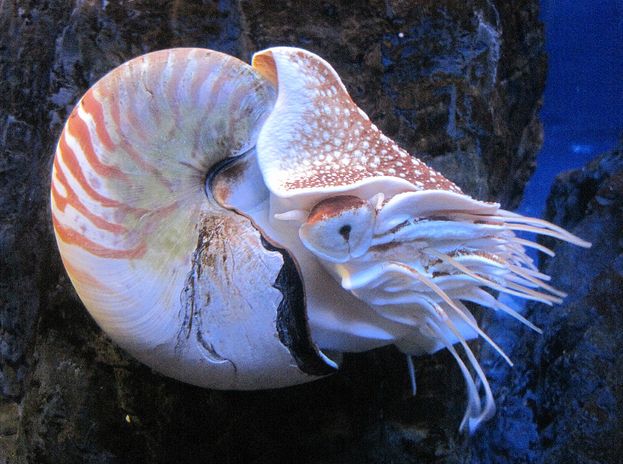 linnaeus, 1758), a target="_blank" href="/item/鹦鹉螺科/6288782"