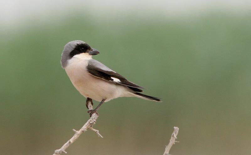  p>黑额伯劳(学名: i>lanius minor /i>)是伯劳科,伯劳属中型鸟类,体