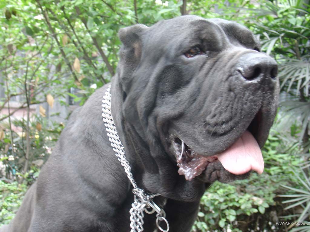 英国马士提夫犬