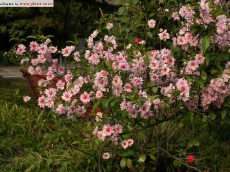 粉花重瓣麦李_百度百科