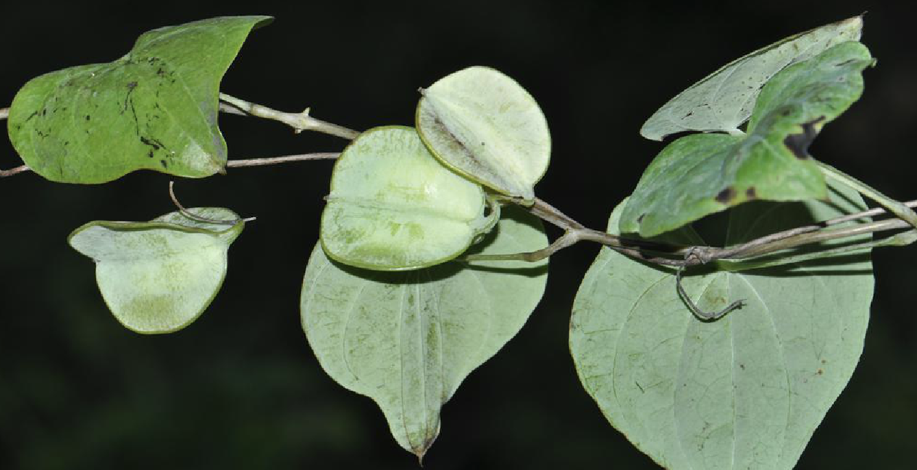  p>小花盾叶薯蓣(学名: i>dioscorea /i>  i>sinoparviflora /i> c.t.