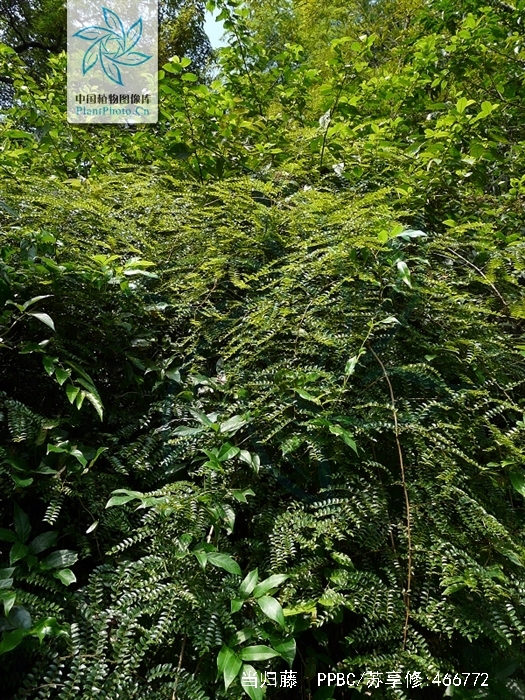  p>当归藤,中药名.