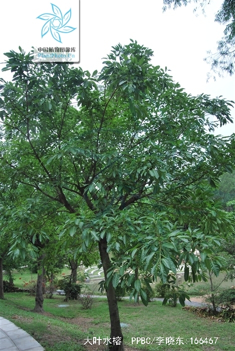  p>大叶水榕(学名: i>ficus glaberrima /i> bl. bijdr.