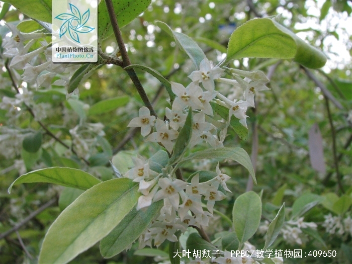  p>大叶胡颓子又称圆叶胡颓子,是属于 a href="#" data-lemmaid="