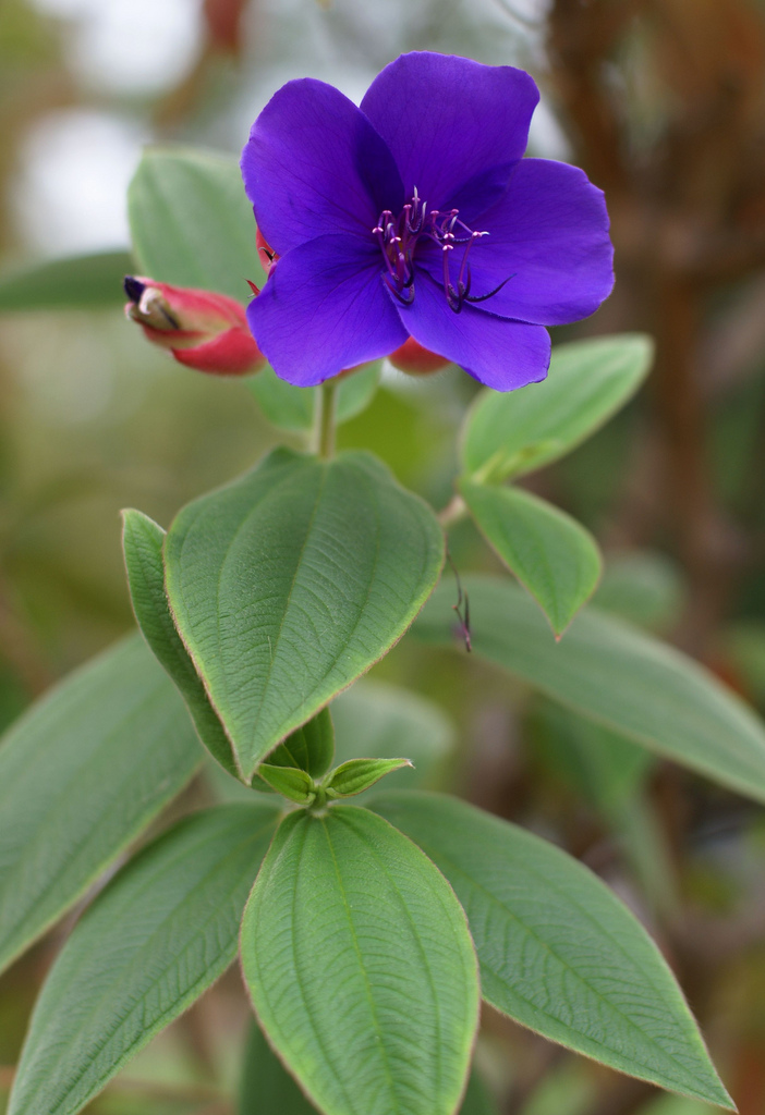 银毛野牡丹(变种)