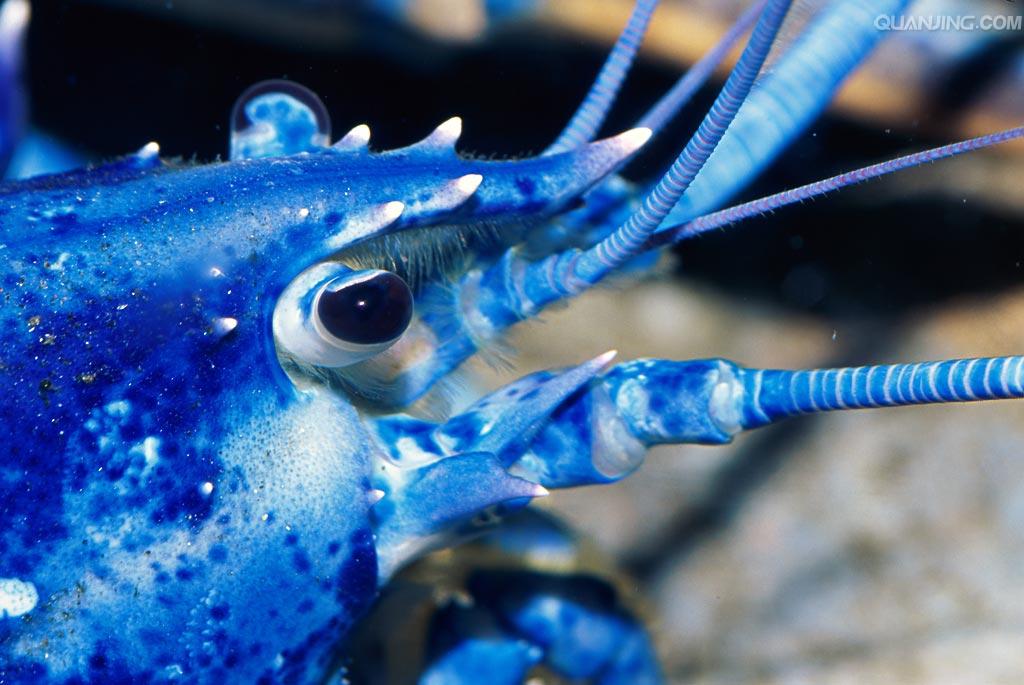  p>蓝色龙虾,属于无螯下目龙虾属,是美洲龙虾的罕见基因变异现象,产生