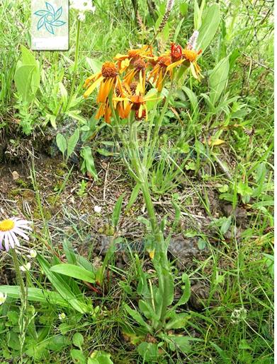  p data-id="go17qu48h9">狗舌草( i>tephro