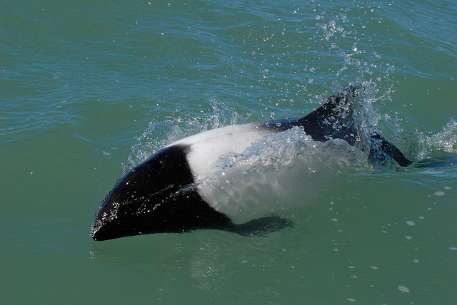  p>花斑喙头海豚是康氏矮海豚的俗称(学名: i>cephalorhynchus