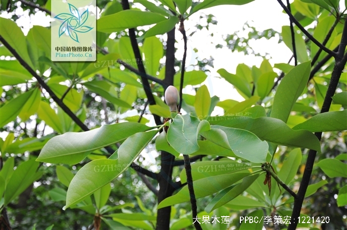  p>大果木莲( i>manglietia grandis  /i>hu et cheng), a target="