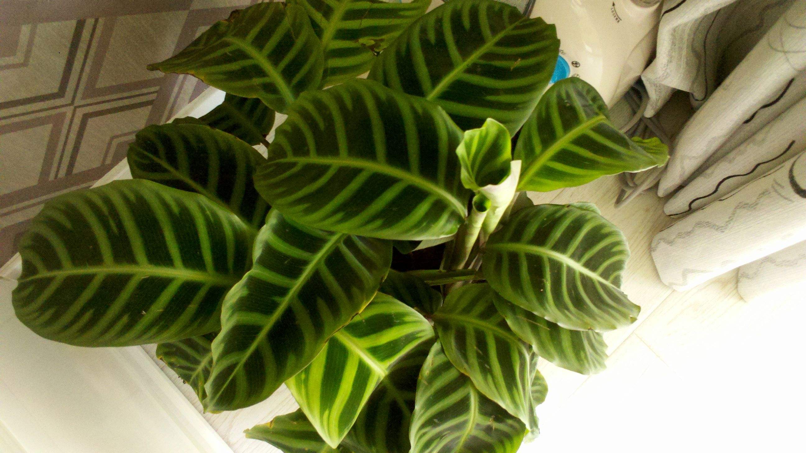 是竹芋科, a>肖竹芋属 /a>多年生中等大草本植物,株高可达1米.