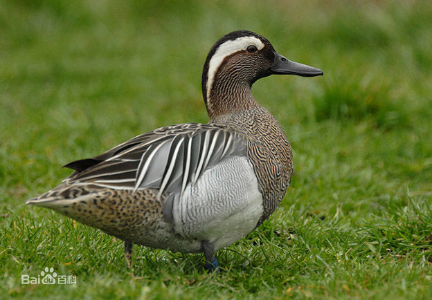  p>白眉鸭(学名: i>anas querquedula /i>)属小型鸭类,大小和 a