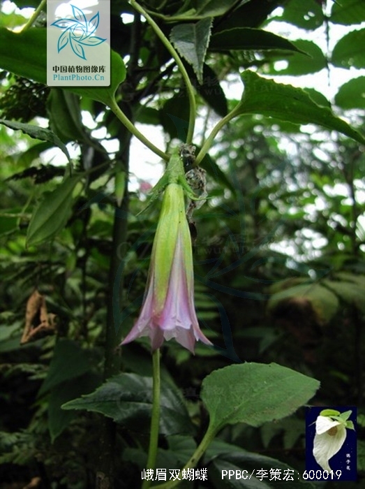  p>峨眉双蝴蝶(学名: i>tripterospermum cordatum /i> (marq.) h.