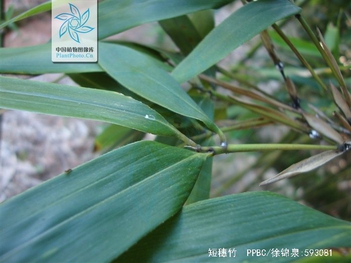  a href="#">短穗竹属 /a>竿散生,幼竿被倒向的白色