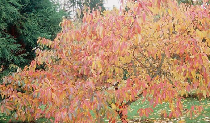  p>多花蓝果树又名 a href="#" data-lemmaid="8085827">美国紫树 /a>