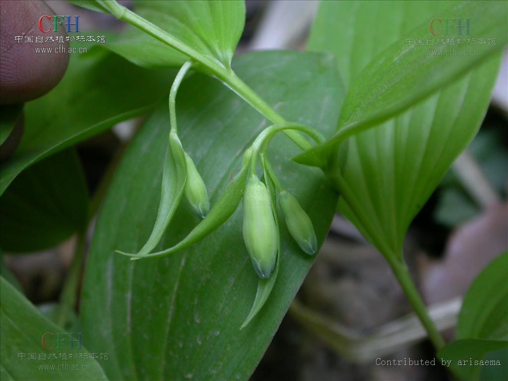  p>长苞黄精(学名: i>polygonatum desoulayi /i> kom.