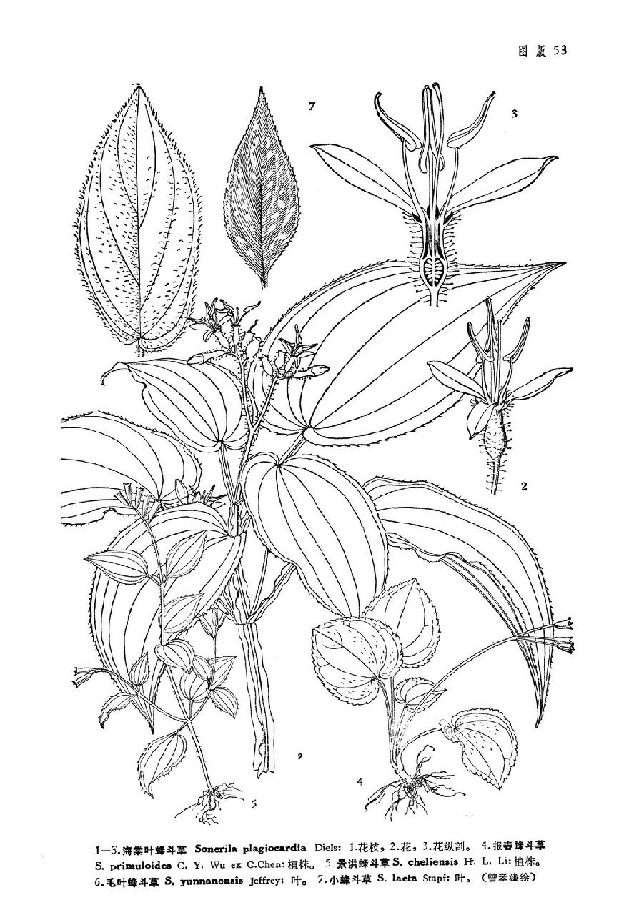  p>毛叶蜂斗草(学名: i>sonerila yunnanensis /i>&nbsp;jeffrey)