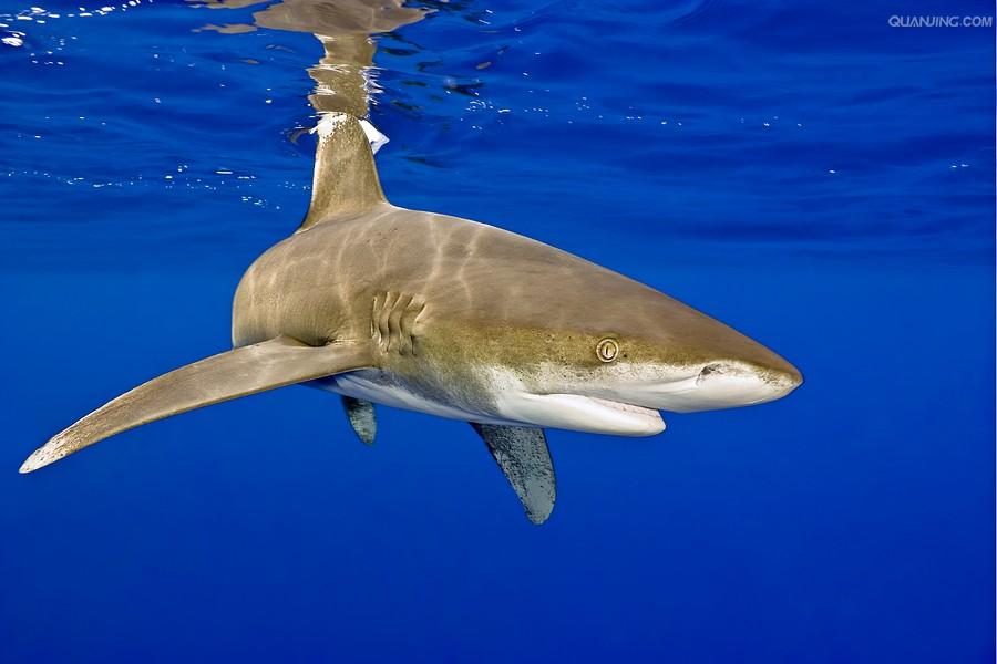 远洋白鳍鲨