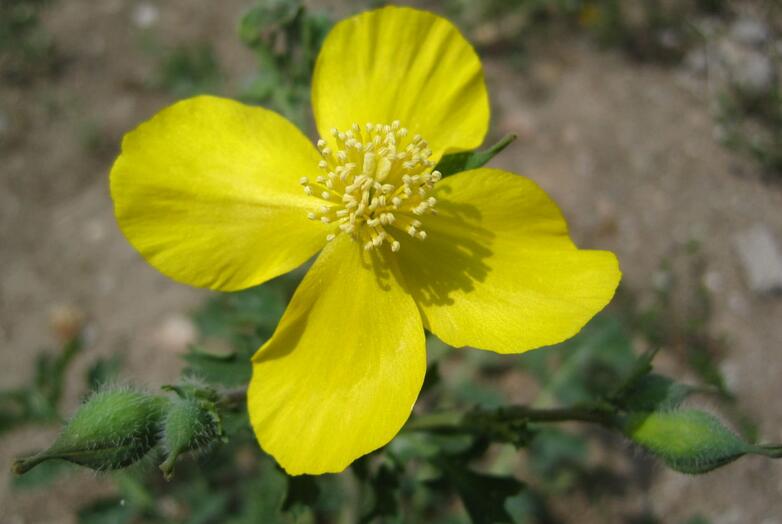  p>秃疮花属(学名:dicranostigma hook. f. et thoms.