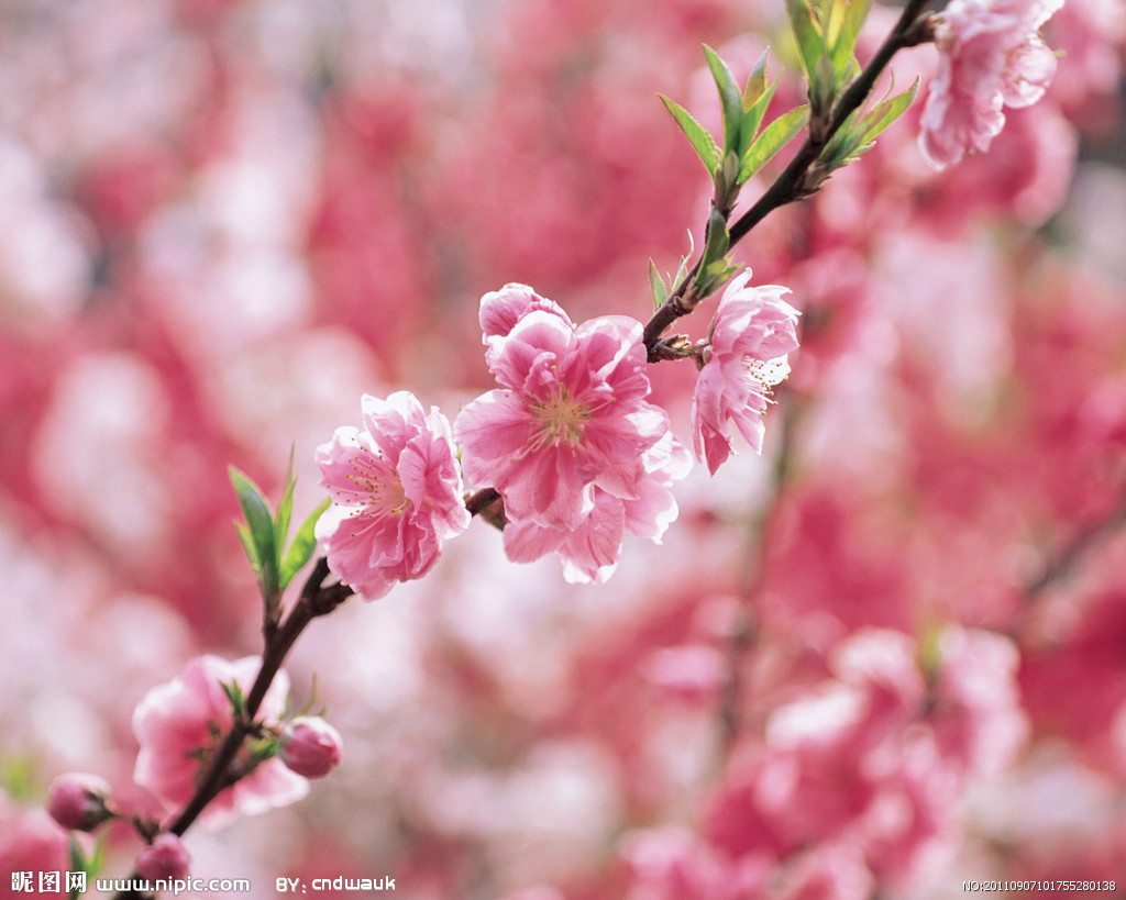 桃花