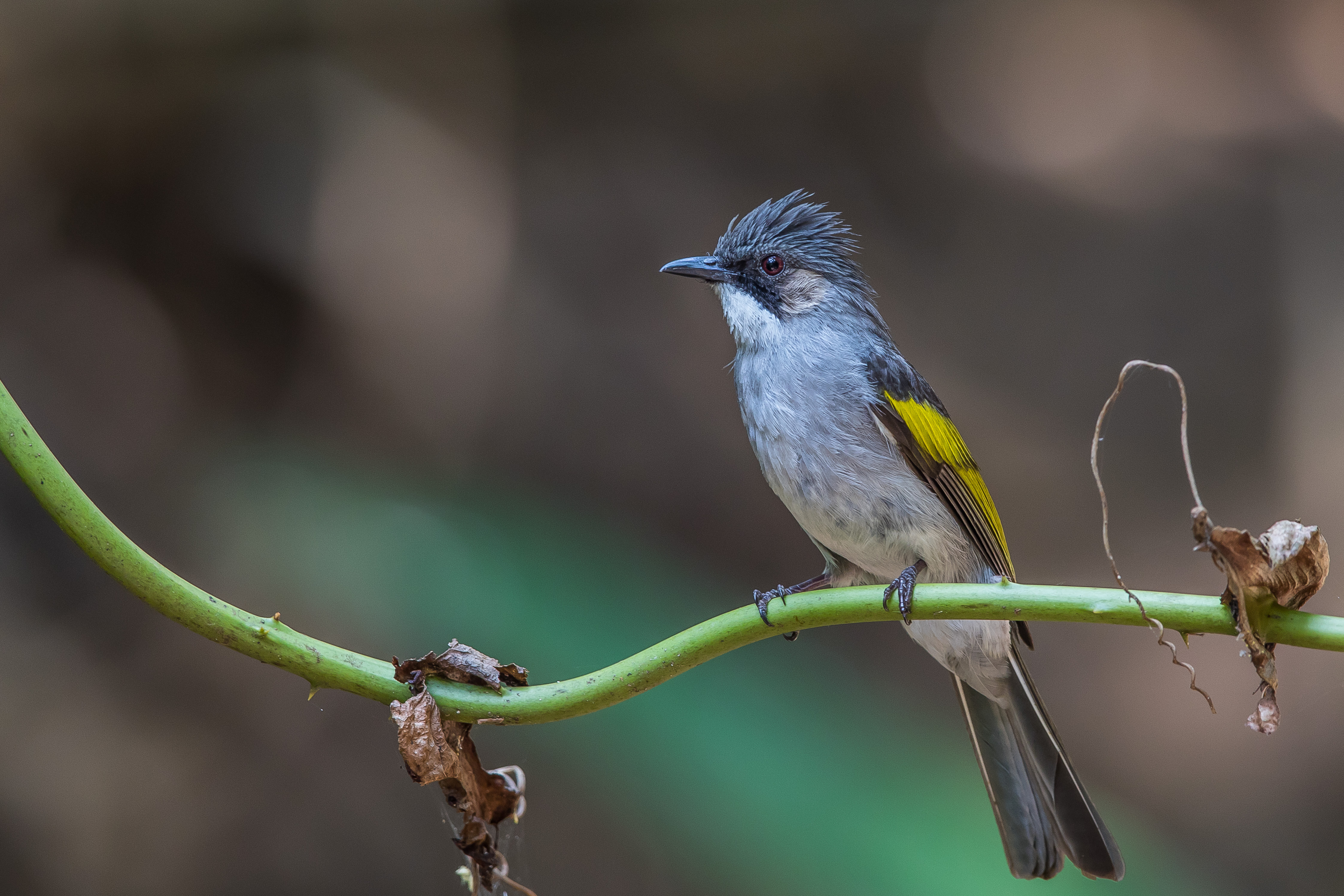 ">鹎科 /a> a href="#" data-lemmaid="16848554">短脚鹎属 /a>的鸟类