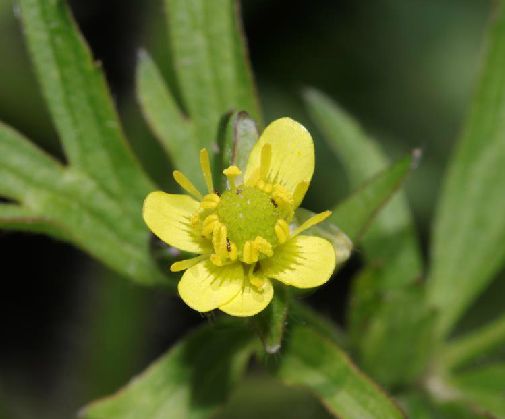  p>茴茴蒜(学名: i>ranunculus chinensis /i> bunge)是毛茛科,毛茛属